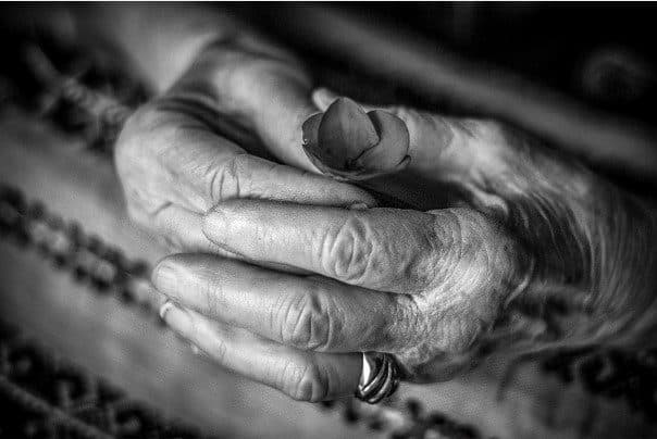 Aged hands tenderly cradling a small rose